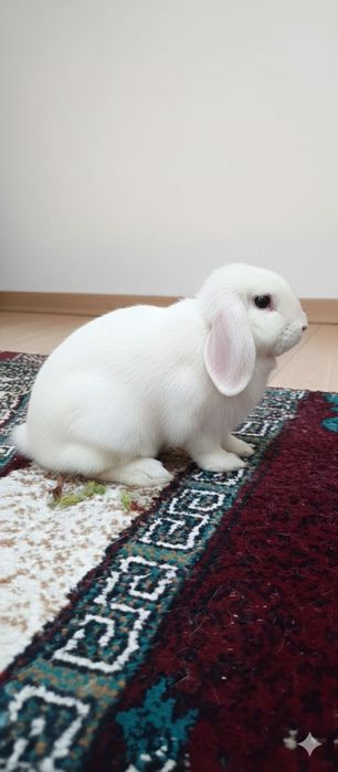 Кролики декоративные