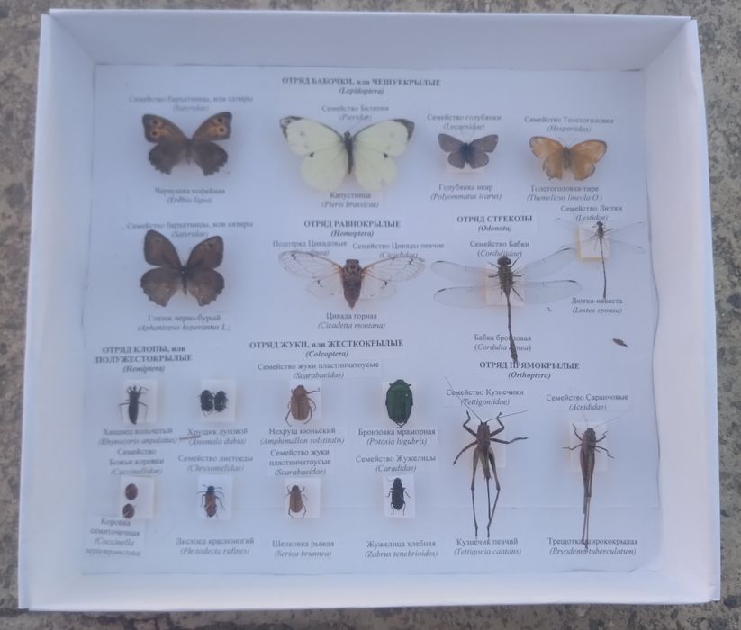 Насеком коллекциясы 8000 тг