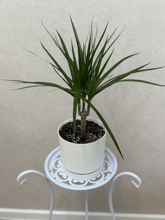 Пальма Драцена 7000 тенге