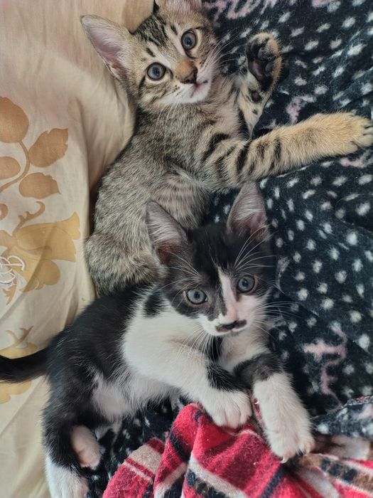 Домашно Котенце с Доставка