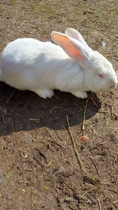 Продам кролика фландер 100%