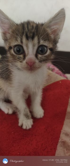 Девочки котята  мальчик возраст 1 мес