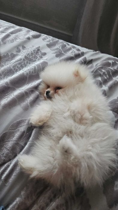 Мини померан мъжко