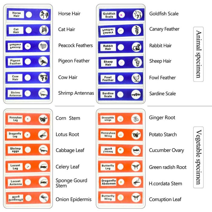 Lamele microscop cu insecte gata preparate. 12 buc mixte, Noi ambalate