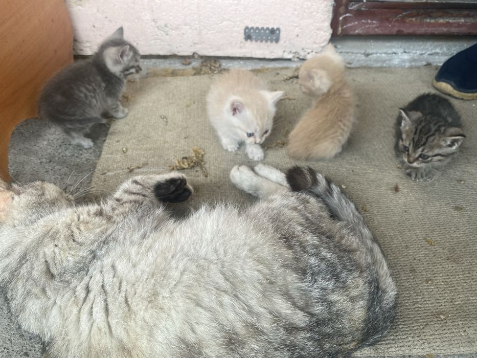 Котята в добрые руки