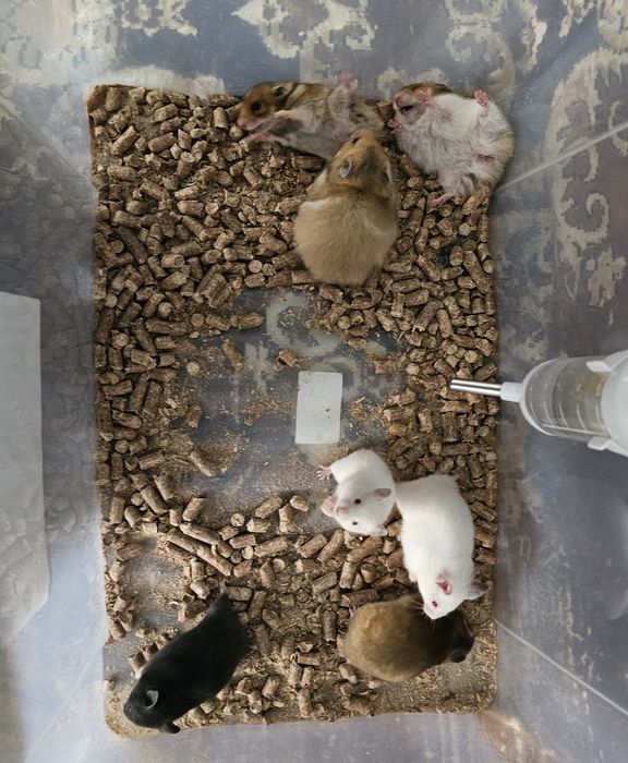 Продам сирийских хомяков, ЧИТАЙТЕ ОПИСАНИЕ!