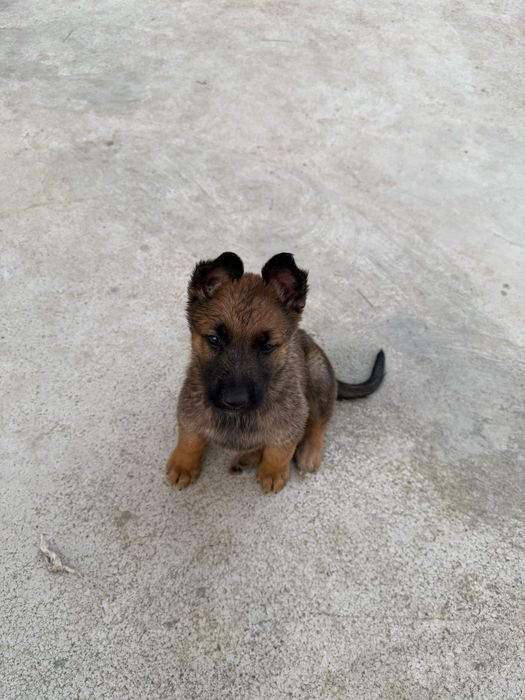 Белгийский овчарка