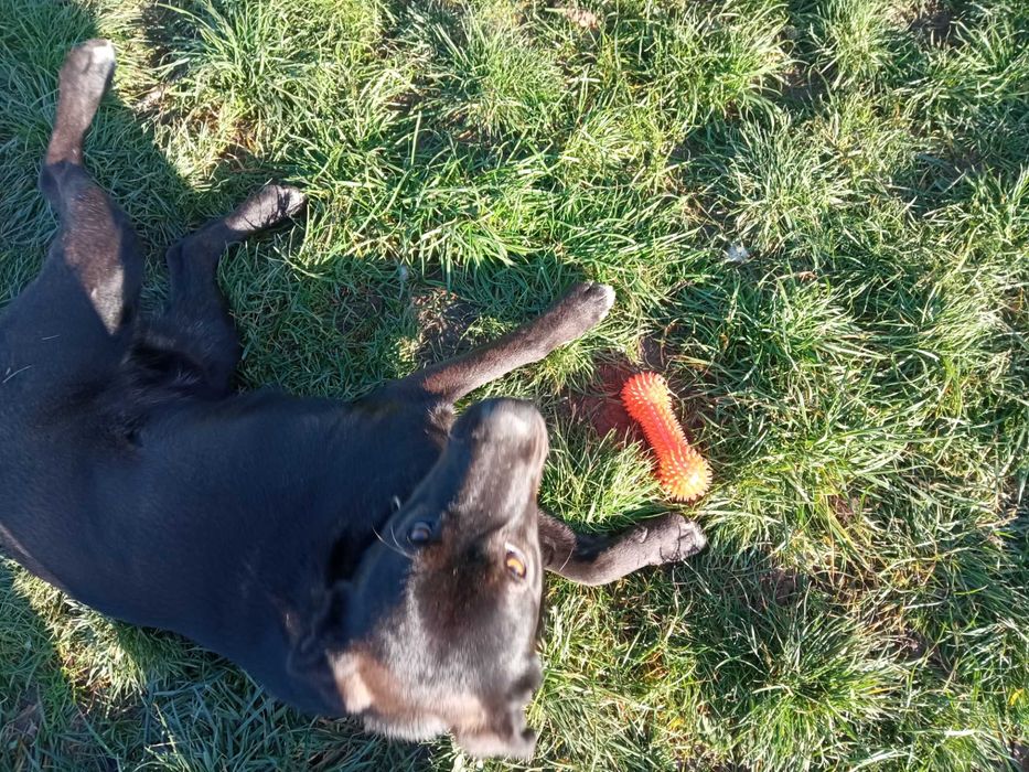 Макс си търси дом