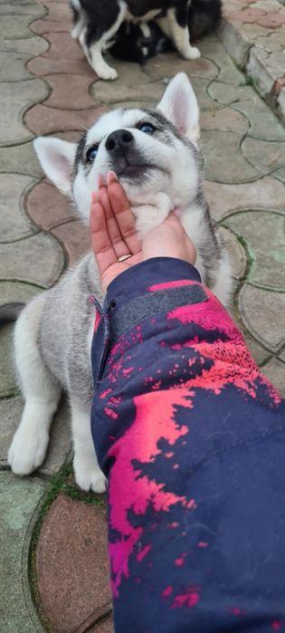 Pui caine Husky Siberian