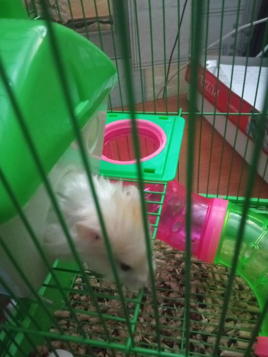 Продам клетку с хомяком за 10000