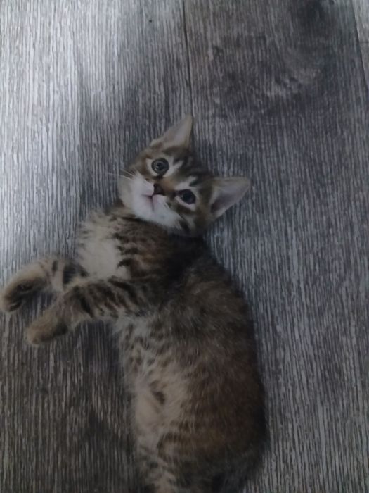Дарю котят красивых