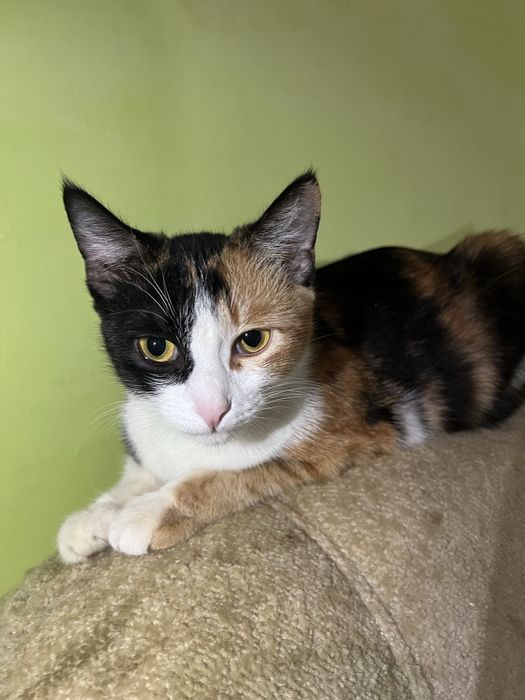 Отдам кошку британка