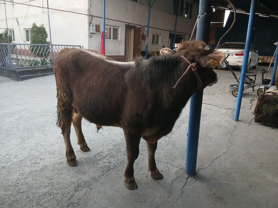 Продам двух породистых быков!