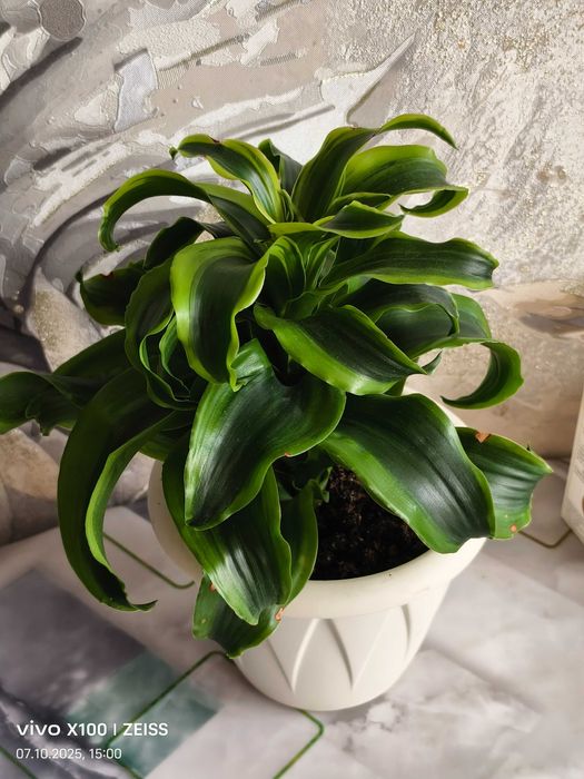 Продам молодой кустик драцены