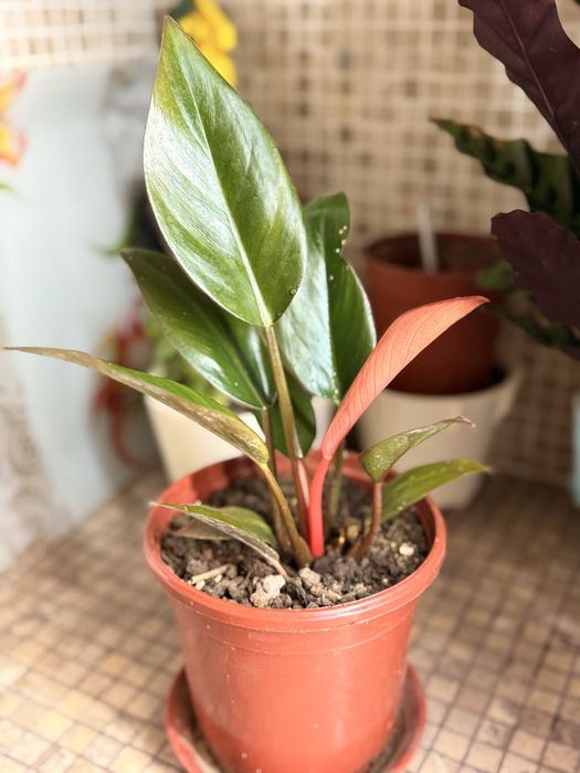 Филодендрон Prince  Orange