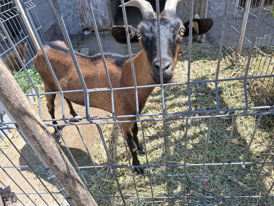 Vand 2 capre- una cu lapte