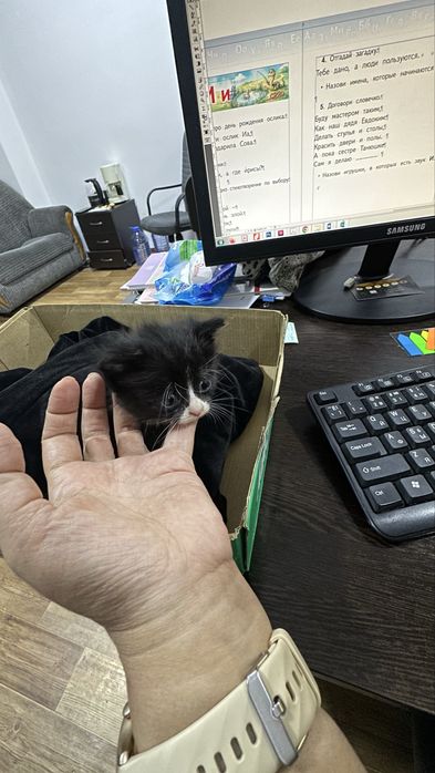 Один котенка ищет дом