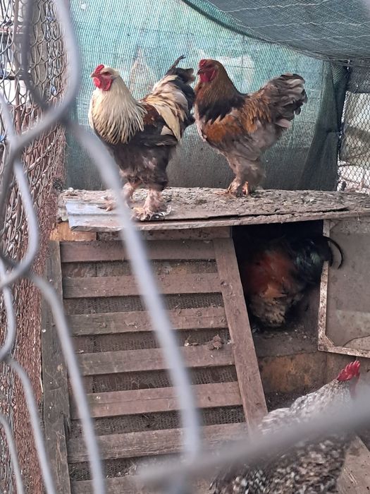 Cocoși Brahma  de vanzare
