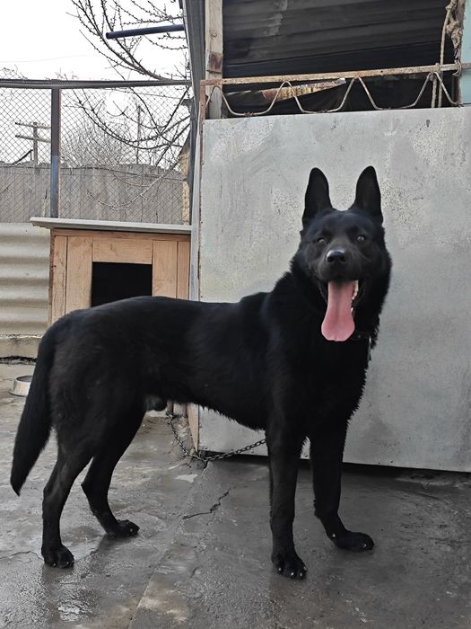 Вязка восточной Европейской овчарки