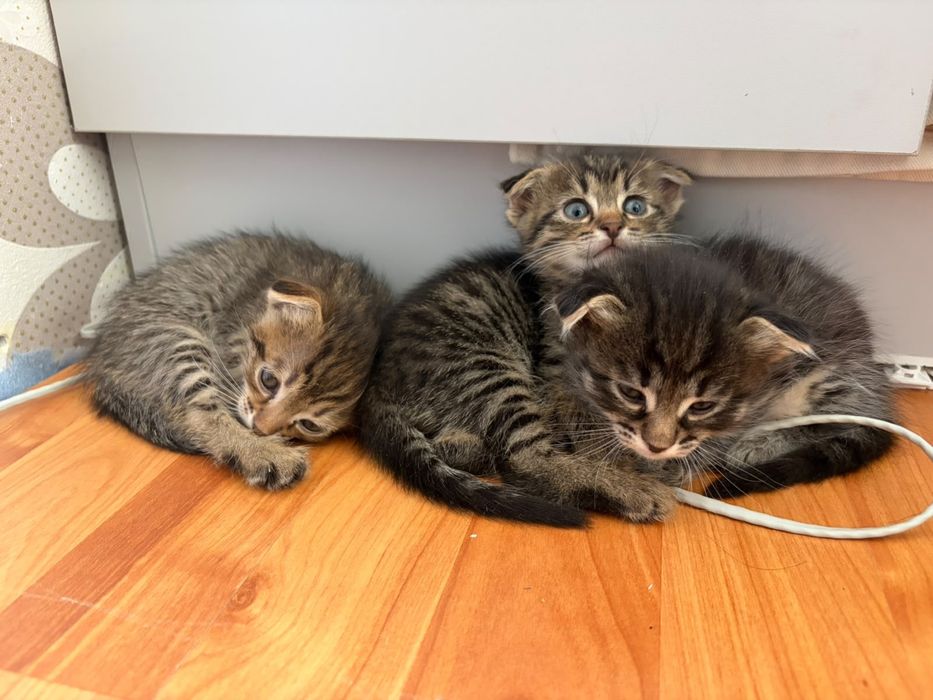 Котята в добрые руки