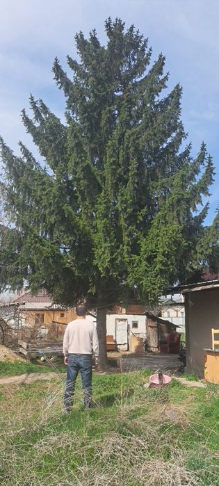 Срочно продам елку