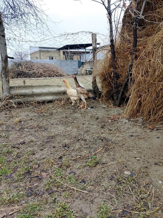 Kulangi mokiyon manzil kogon