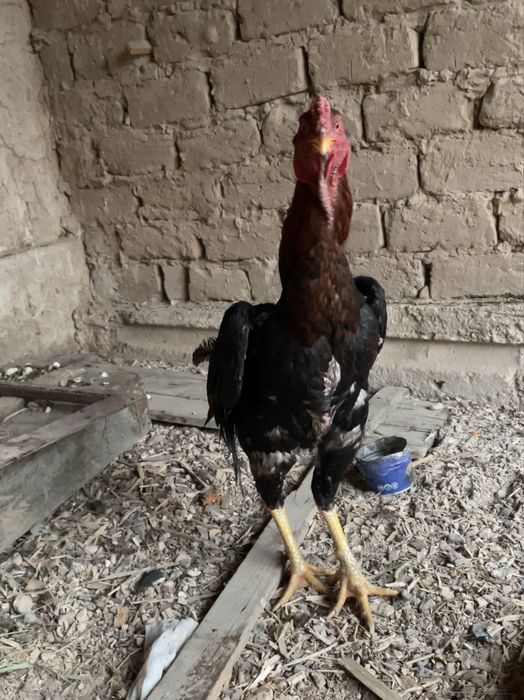 Тулек қораз сатлады