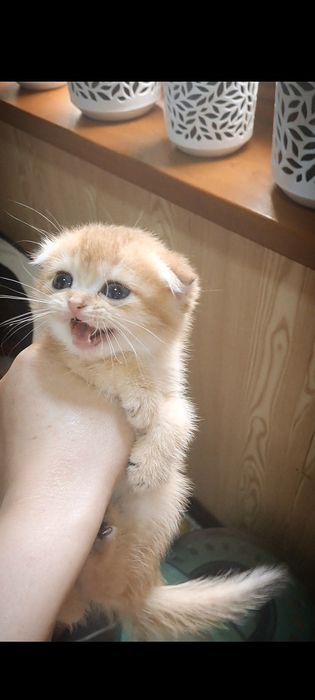 Котята от правильной вязки