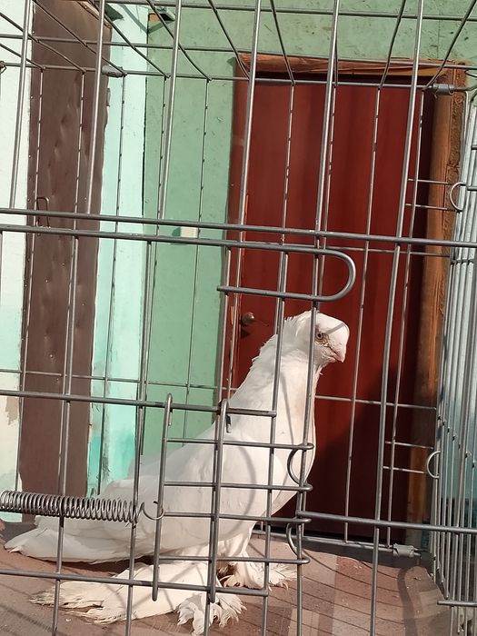 Продам голуби тараз