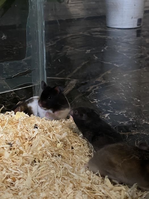Hamster sirian