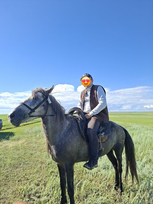 6 жасар мінгі ат сатылады