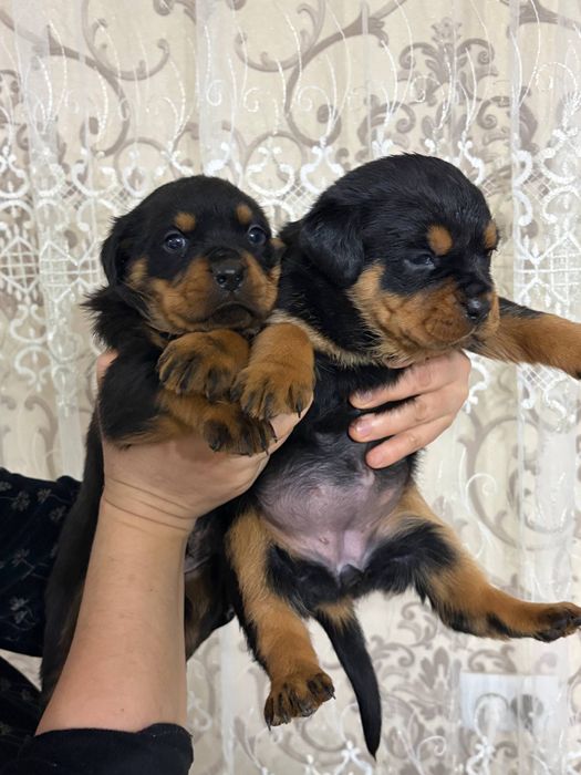Продаётся щенки ротвейлера 2  месяца