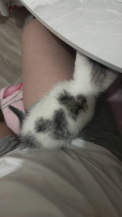 Котята в добрые и надежные руки