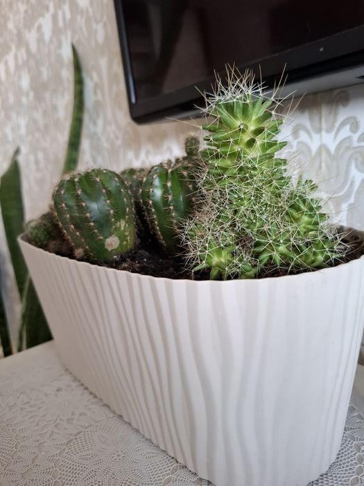 Продам кактусы  .