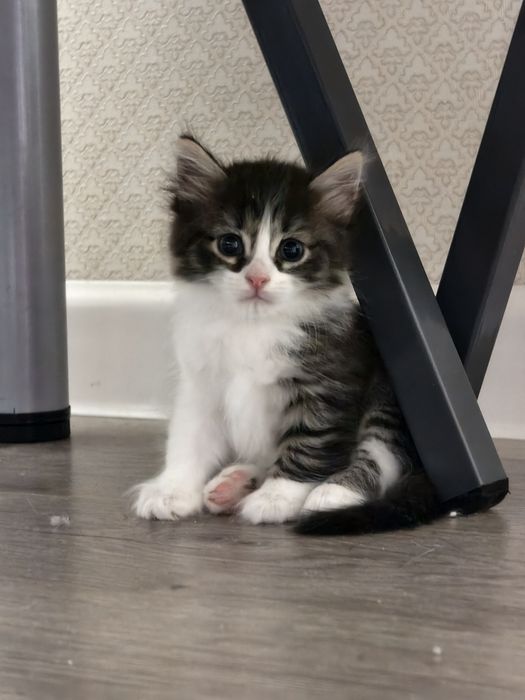 Котенок девочка бесплатно