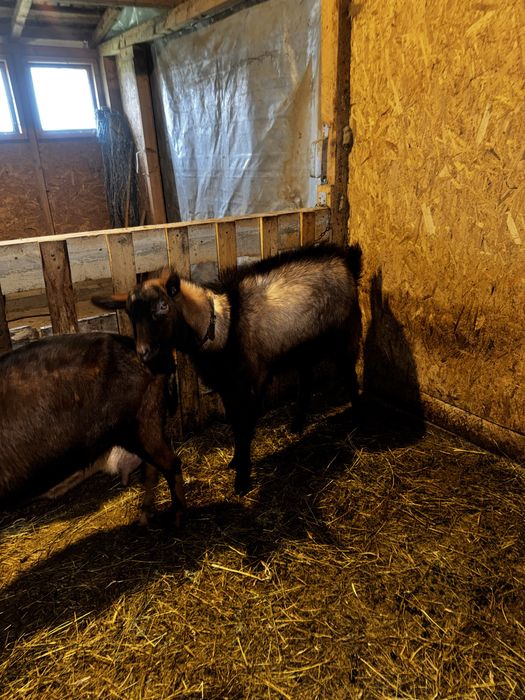 tap rasa alpina franceza