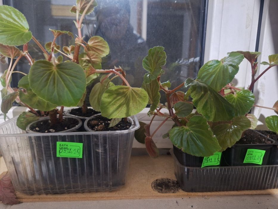 Цветы домашние ухоженные