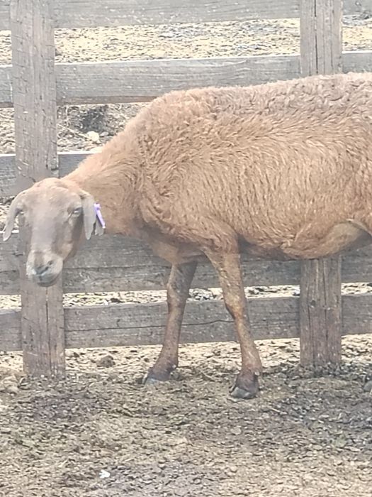 Продам 20 голов Баран в городе