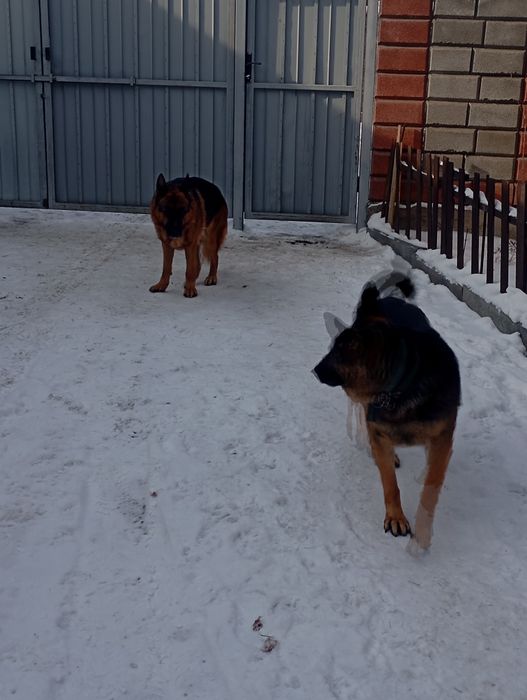 Продаю немецких овчарок