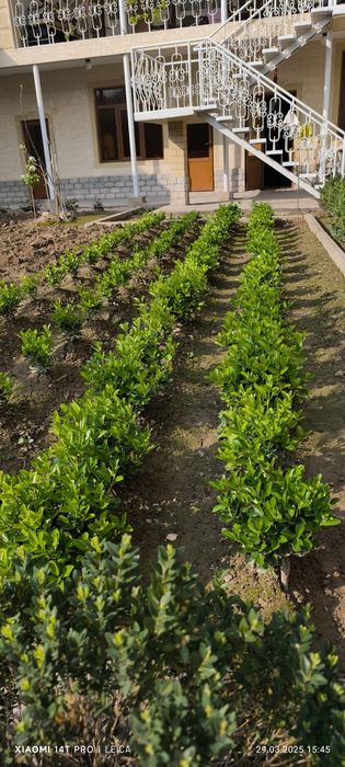 Бересклет, ландшафтный