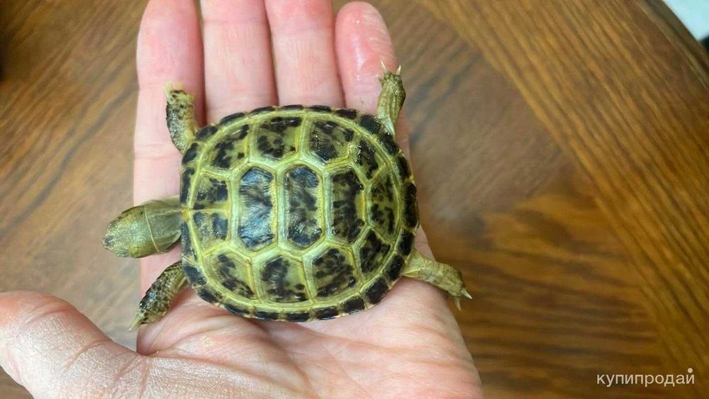 Toshbaqa bolachalari черепаха маленкие домашные чистые