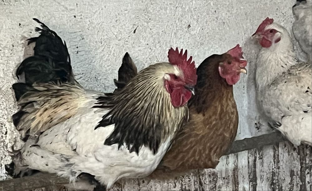 Молодой петушок полу Брама 2025 года