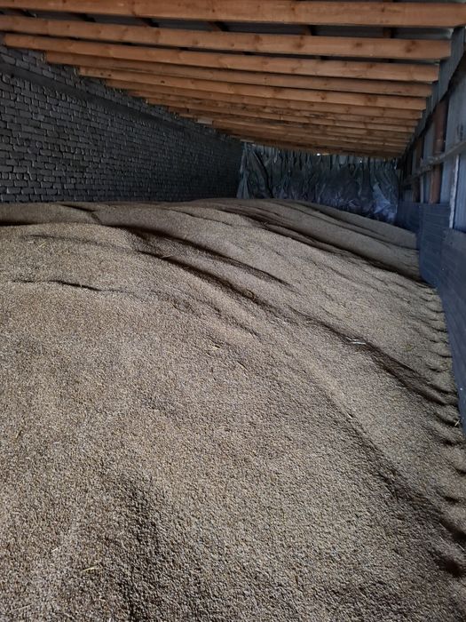 Продам ячмень сорт Вакула