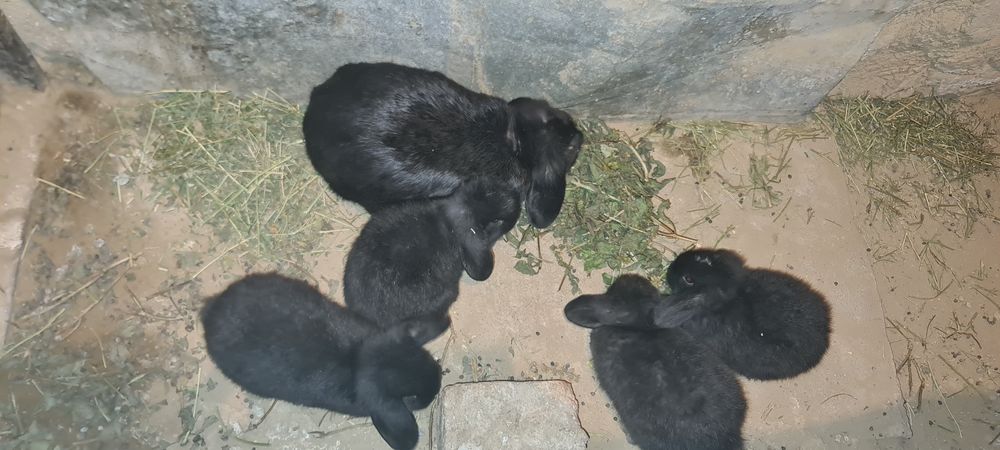 Zotdor quyon bolalari