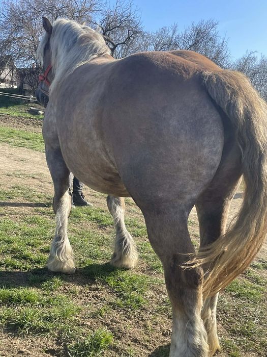 Vând iapa de 5 ani gestanta