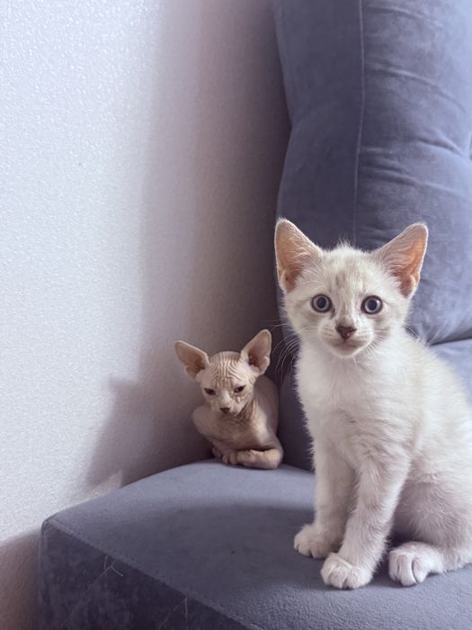 Продам в хорошие руки . Свинксы мальчик и девочка