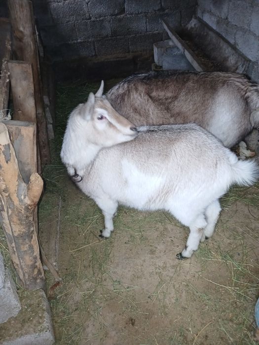 Алпи шыбыш сатам