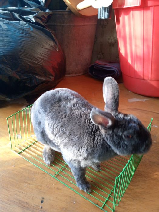 Продадим кролика