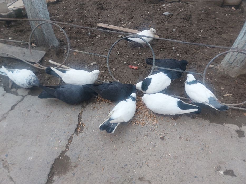 Каптар сотилади учади уйниди жук бор пара чубатин абризной бор шаливий