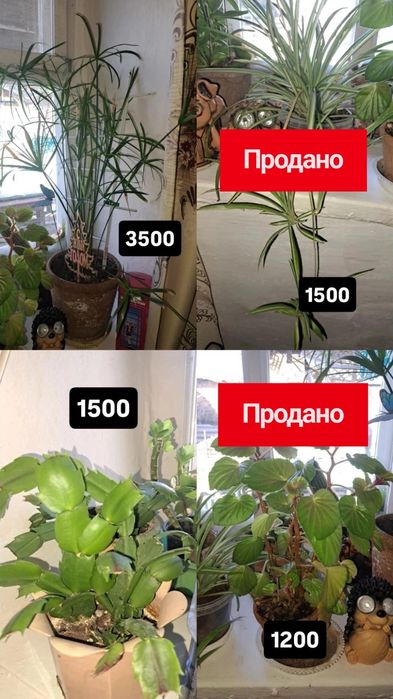 Домашние цветы комнатные